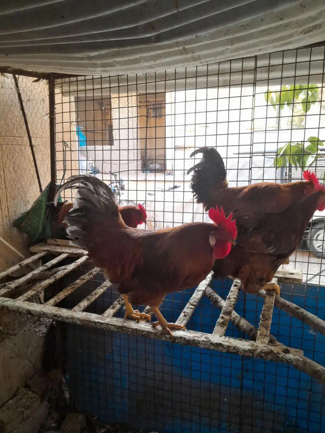 خروس رسمی|حیوانات مزرعه|پاکدشت, پارچین|دیوار