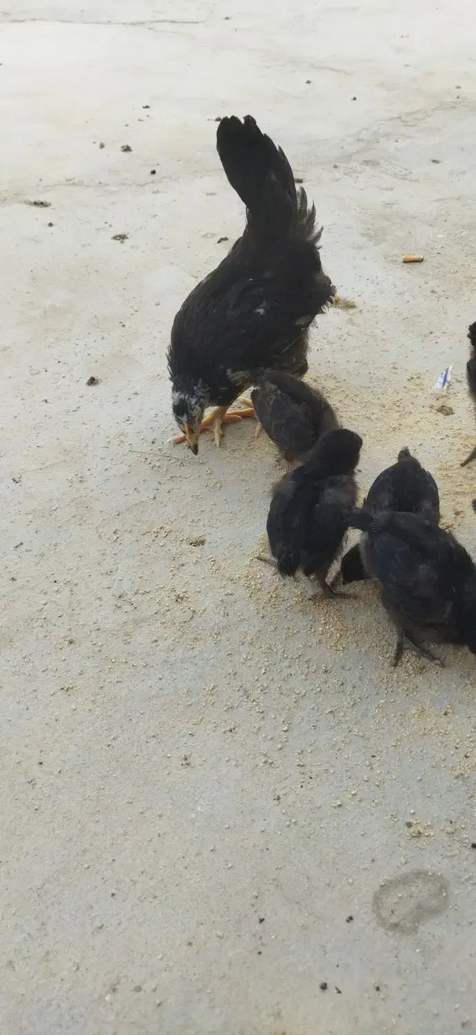 جوجه اصل محلی|حیوانات مزرعه|کاکی, |دیوار