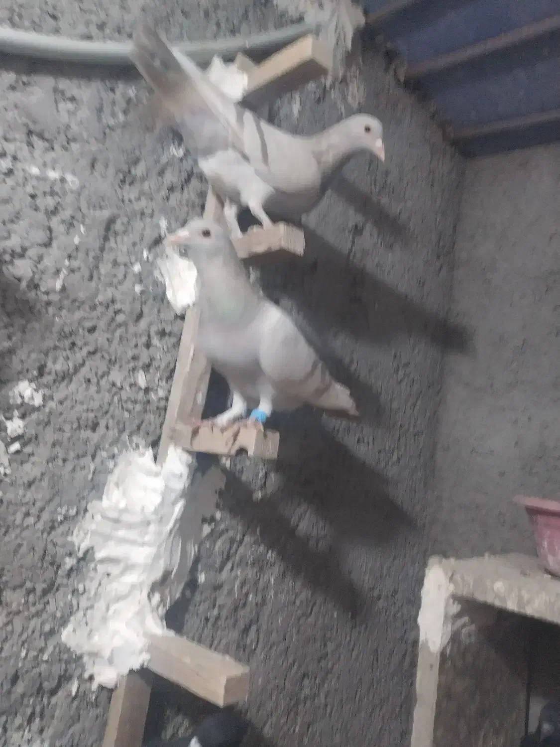 کبوتر|پرنده|زرند, |دیوار