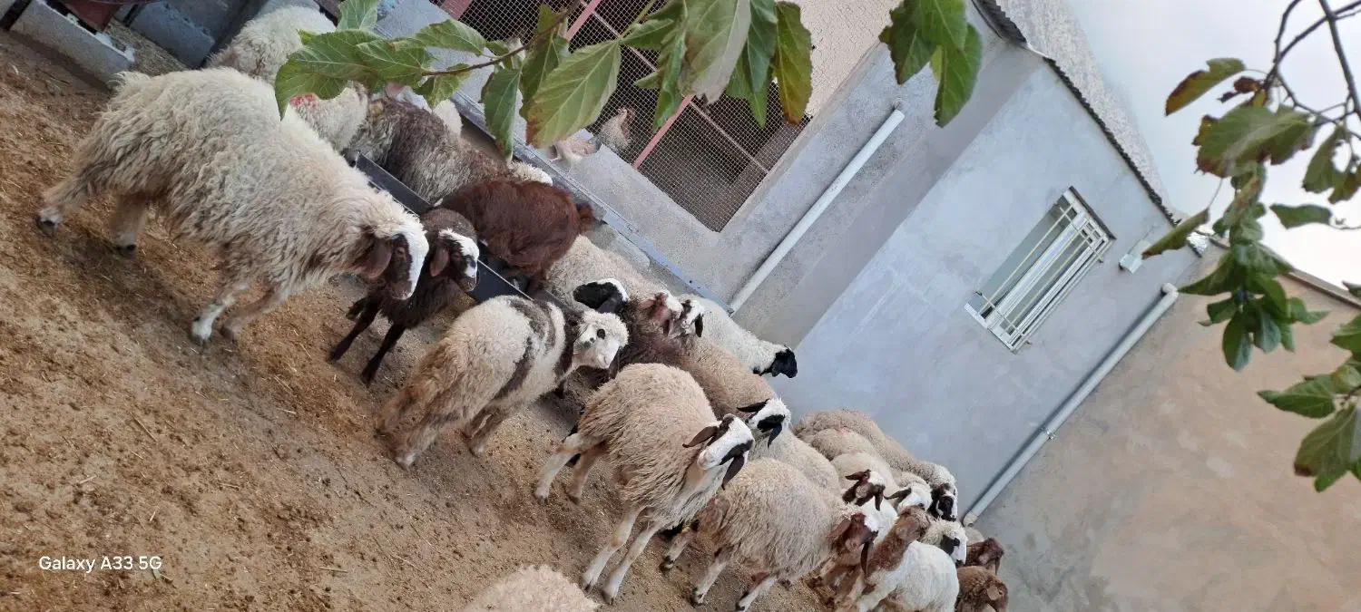 گوسفند کاور نر سالم|حیوانات مزرعه|سرپل ذهاب, |دیوار