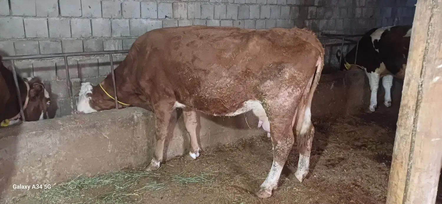 کاو سیمتال|حیوانات مزرعه|باروق, |دیوار