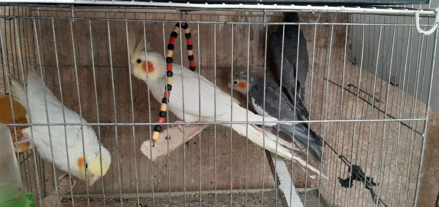 عروس هلندی های بالغ|پرنده|بجنورد, |دیوار