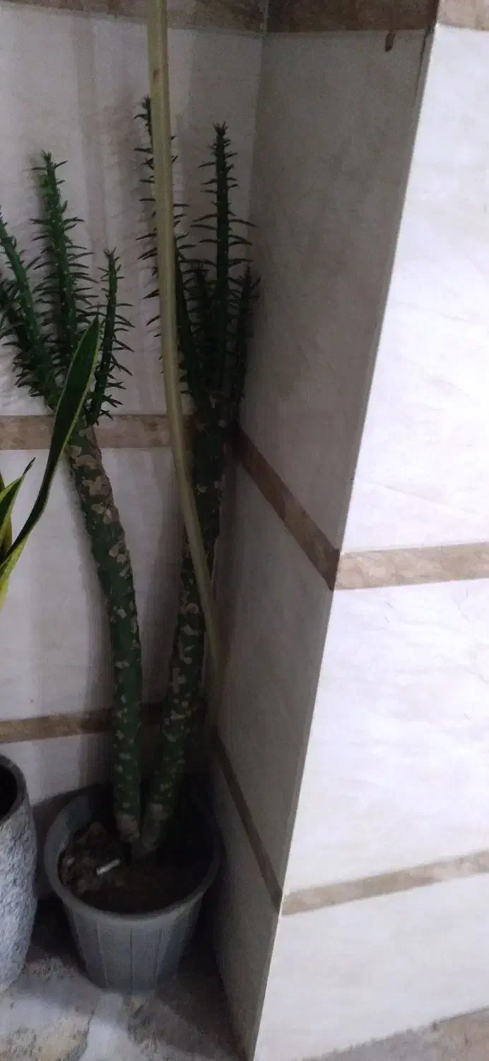 تعداد گل طبیعی قیمت پیشنهادی|گل و گیاه طبیعی|رشت, چله خانه|دیوار