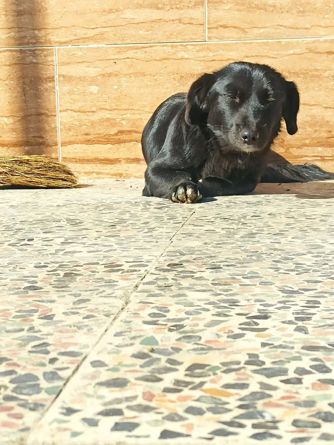 سگ پاکوتاه|سگ|رشت, شهرک قدس|دیوار