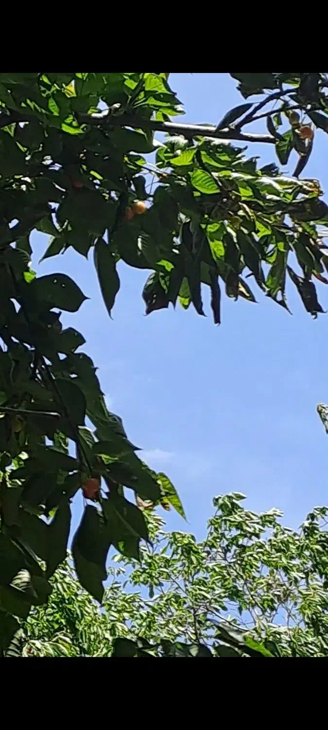 باغچه|فروش زمین و ملک کلنگی|کن, |دیوار