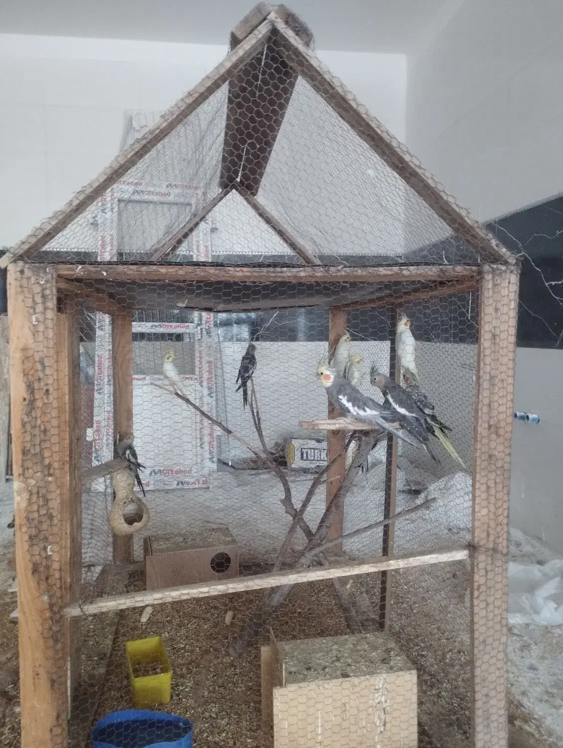 عروس هلندی مولد|پرنده|زید آباد, |دیوار