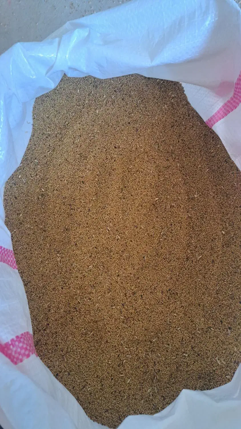 فروش بذر یونجه اصل همدان پا بلند|عمدهفروشی|بیله سوار, |دیوار