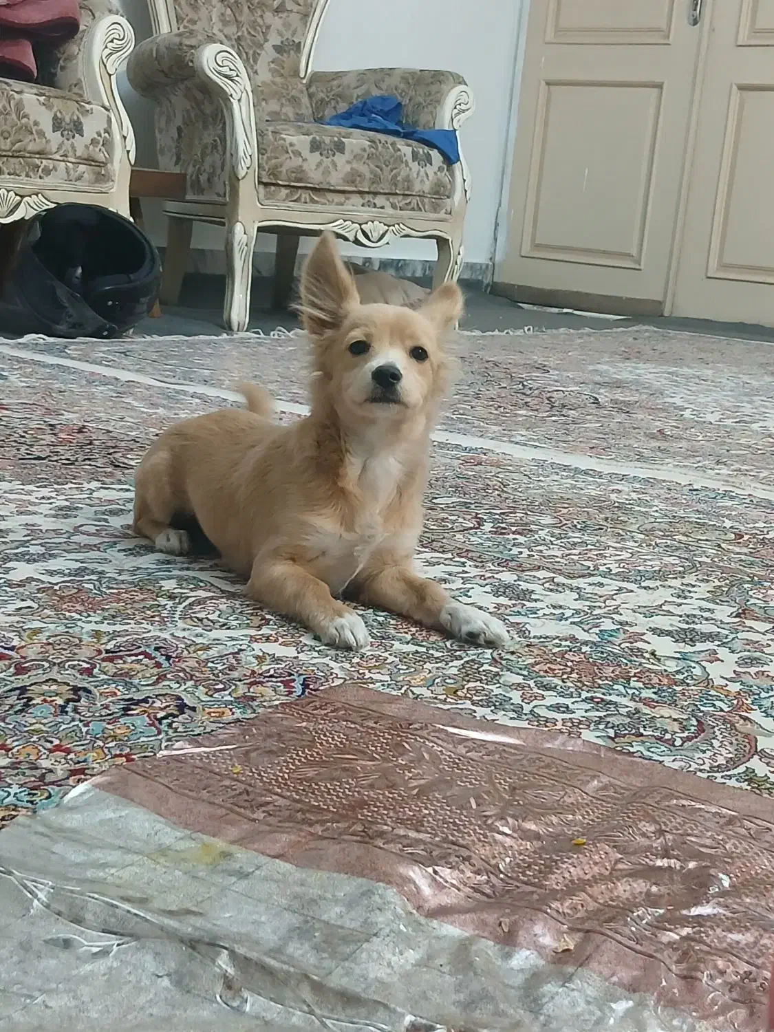 سگ گم شده هرکسی تحویل بده مژدگانی|سگ|مشهد, سرافرازان|دیوار