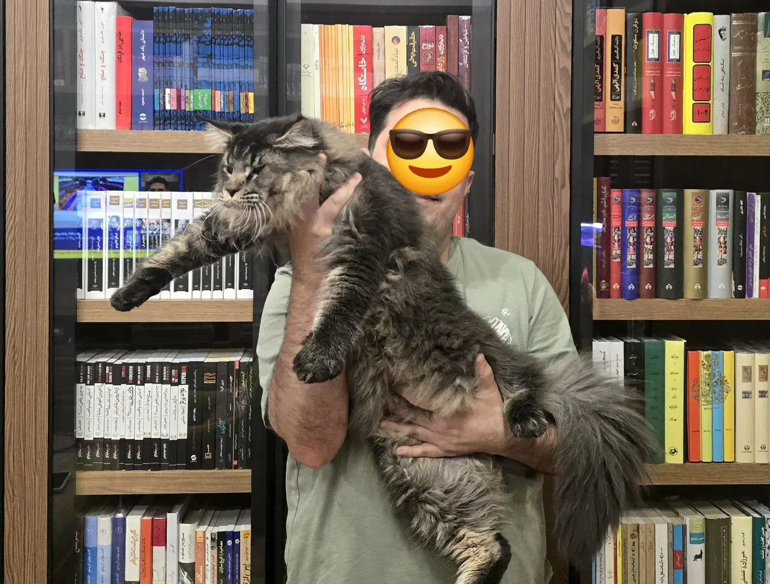 گربه مینکون|گربه|تهران, شهرک غرب|دیوار