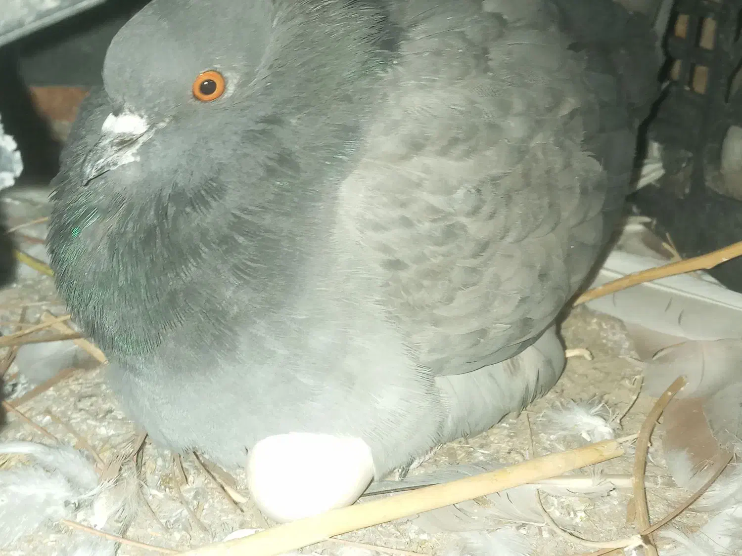 ۱۰کبوتر با ۳ تا کبوتر جوجه ۲ هفته است دون میخرن|پرنده|نقده, |دیوار