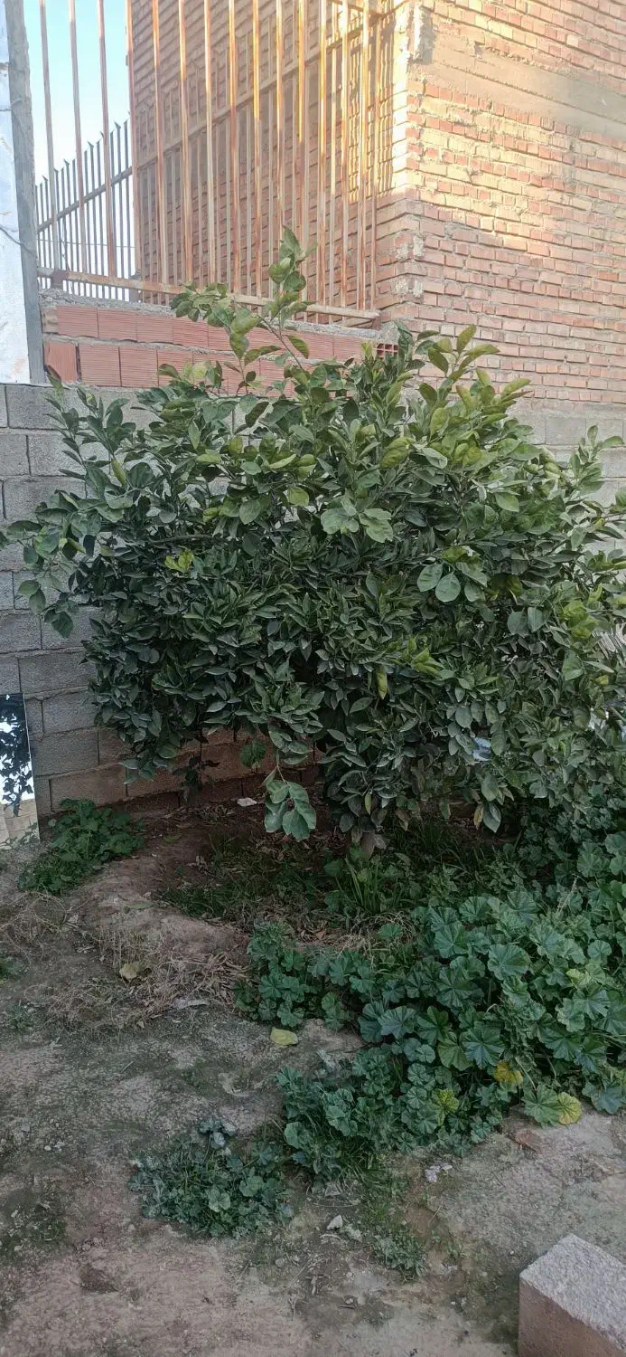 فروش ۴ اصله درخت|خدمات باغبانی و درختکاری|گنبد کاووس, |دیوار