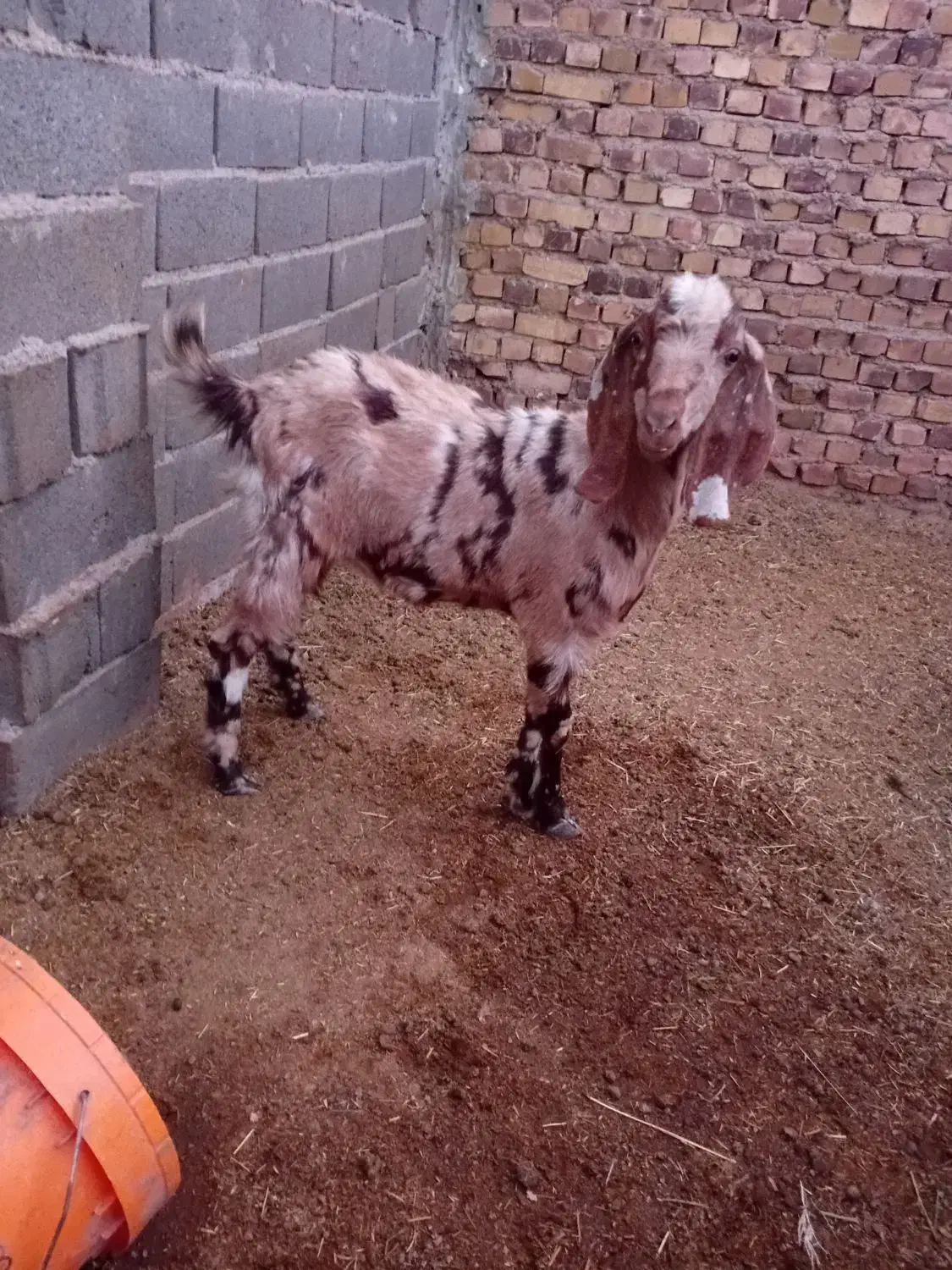 ۲ عدد بزغاله ماده جنس دار فروشی|حیوانات مزرعه|تربت جام, معدآباد|دیوار