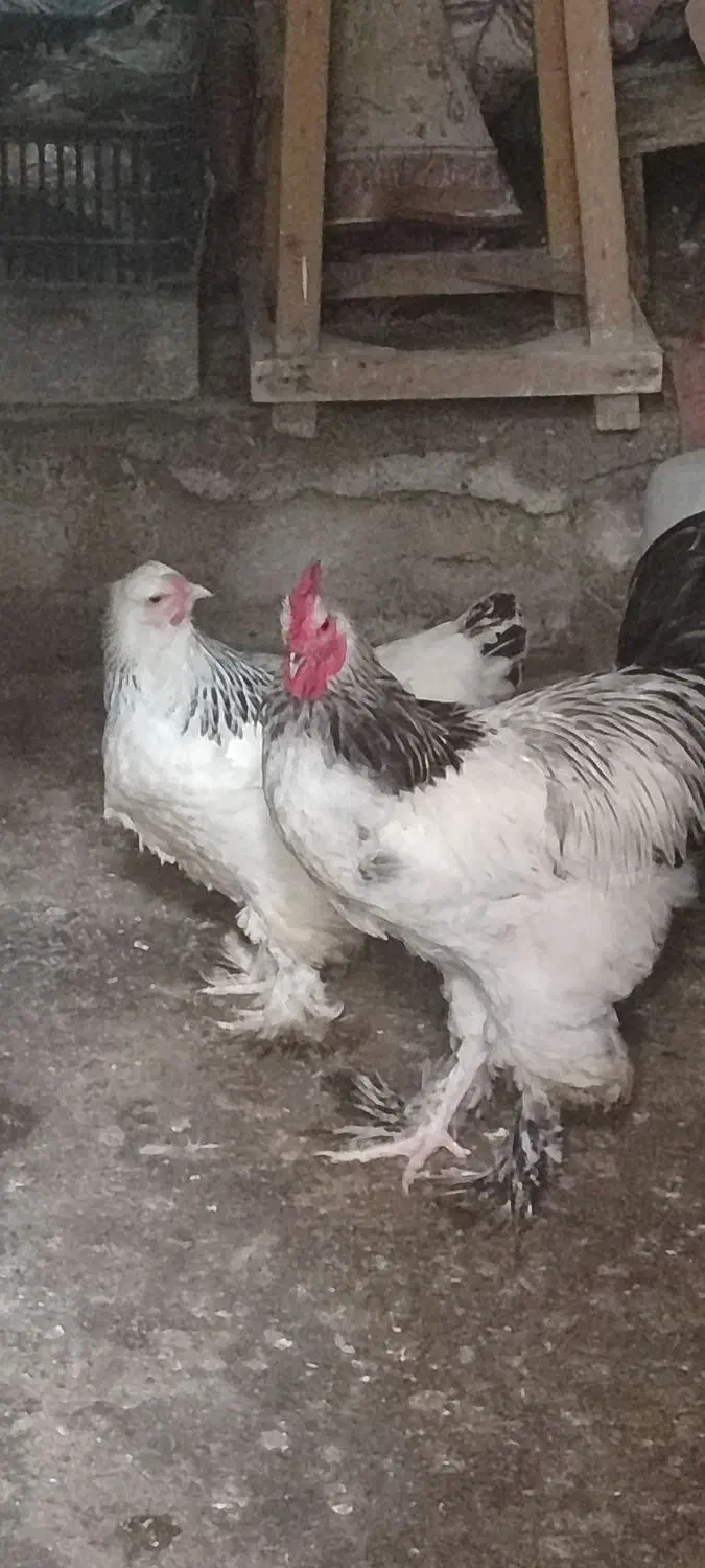 مرغ و خروس برهما..غول پیکر|حیوانات مزرعه|رشت, رشتیان|دیوار