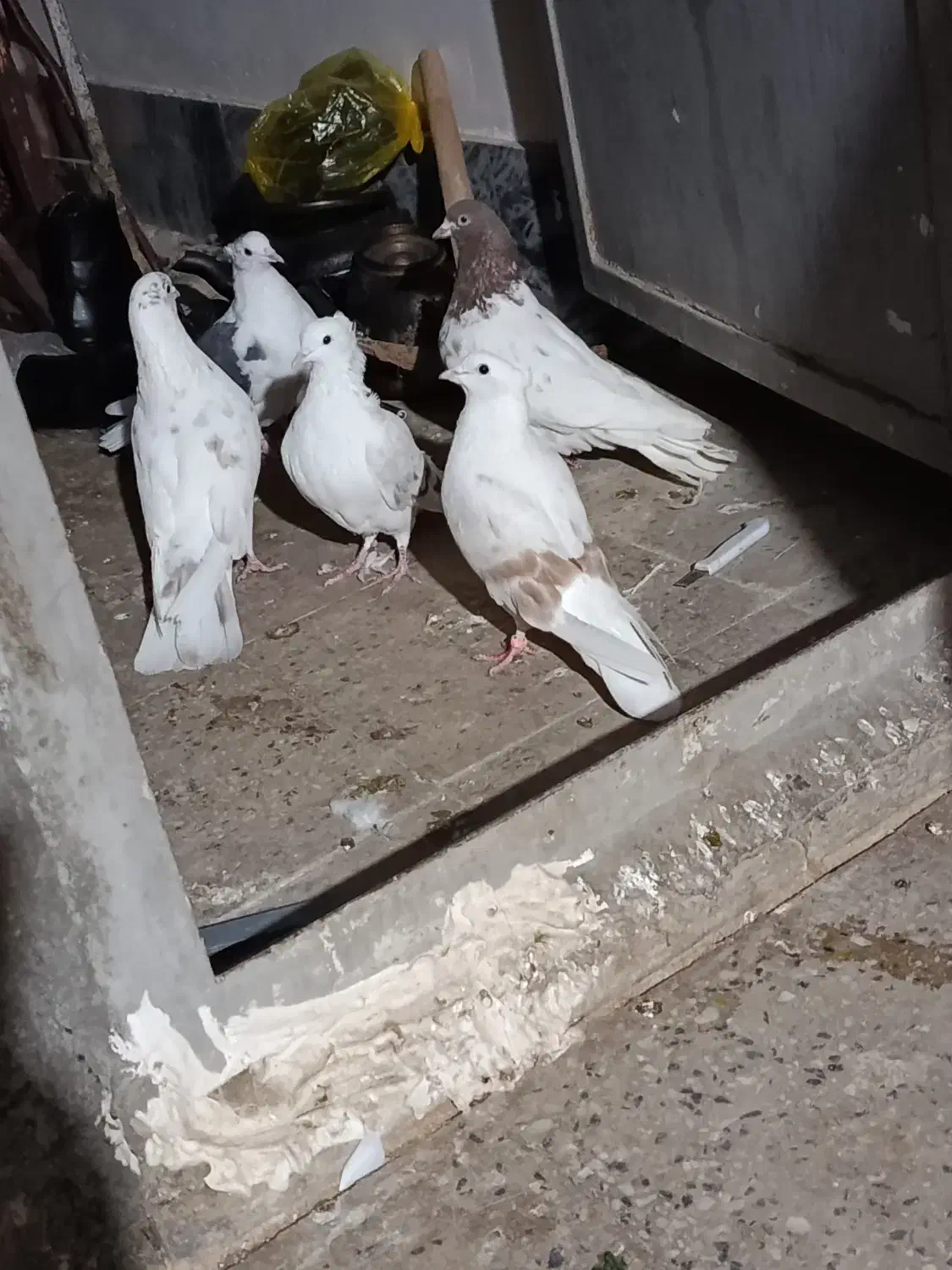 کبوتر|پرنده|بروجرد, |دیوار