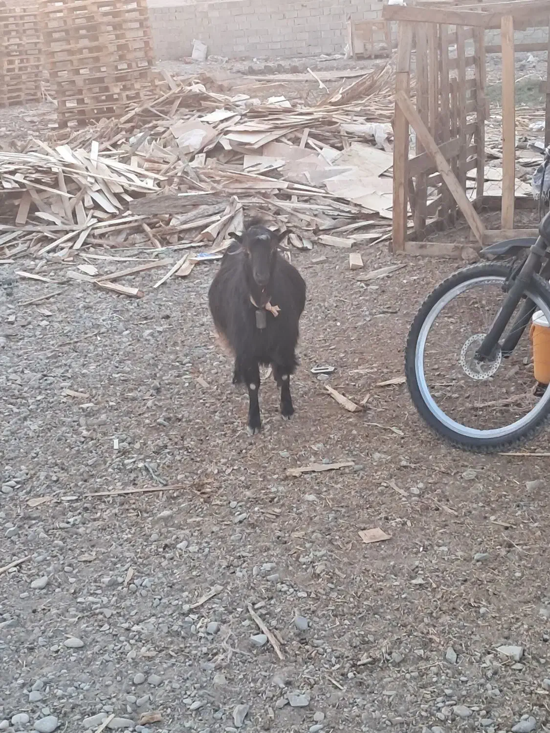 یک عدد بز ماده آوستن|حیوانات مزرعه|محمدشهر, ولدآباد|دیوار