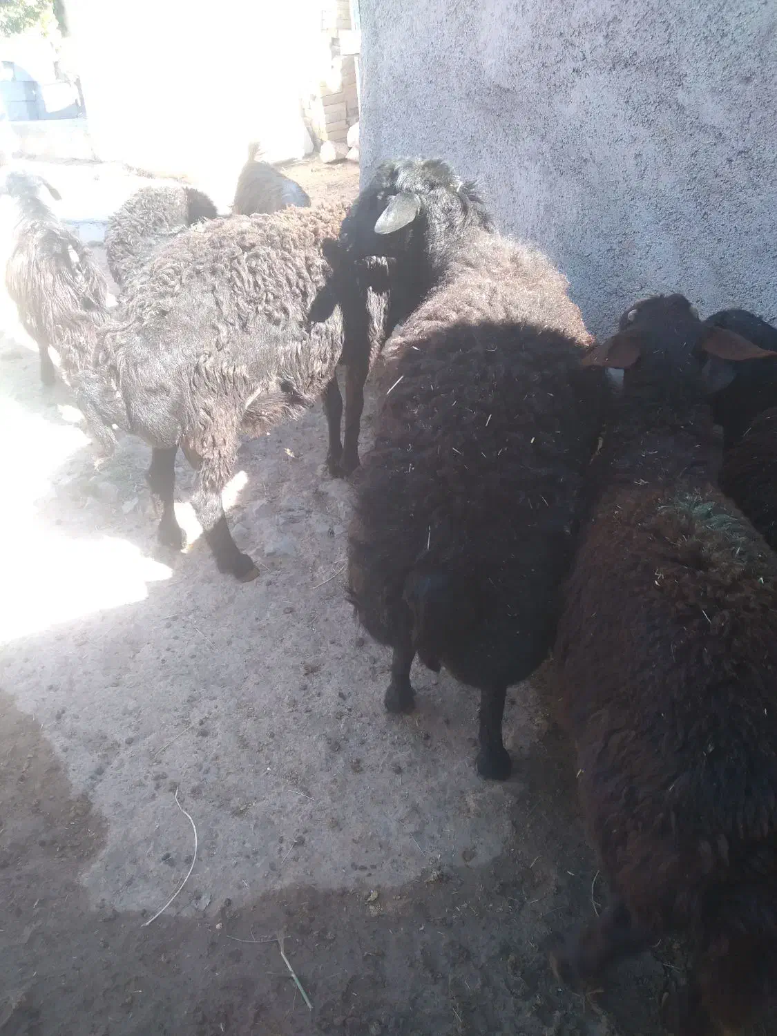 باسلامقوچشیشک|حیوانات مزرعه|قره پشتلو, |دیوار