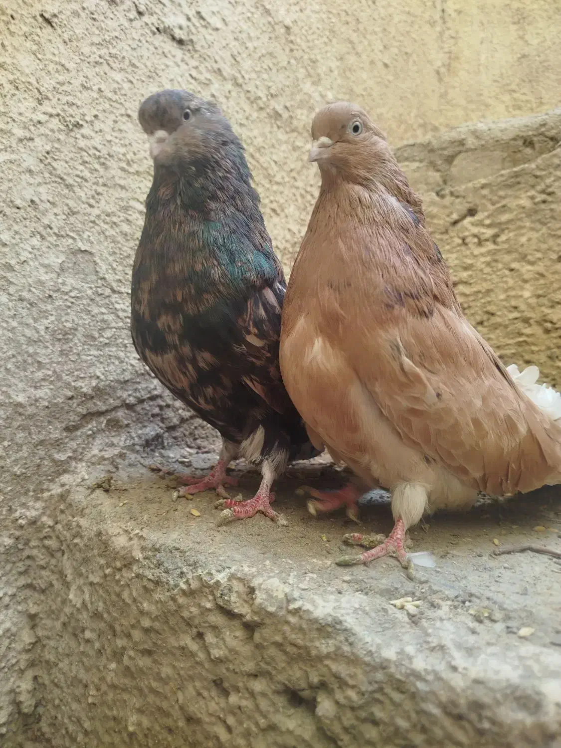 سرور|پرنده|کبودرآهنگ, |دیوار