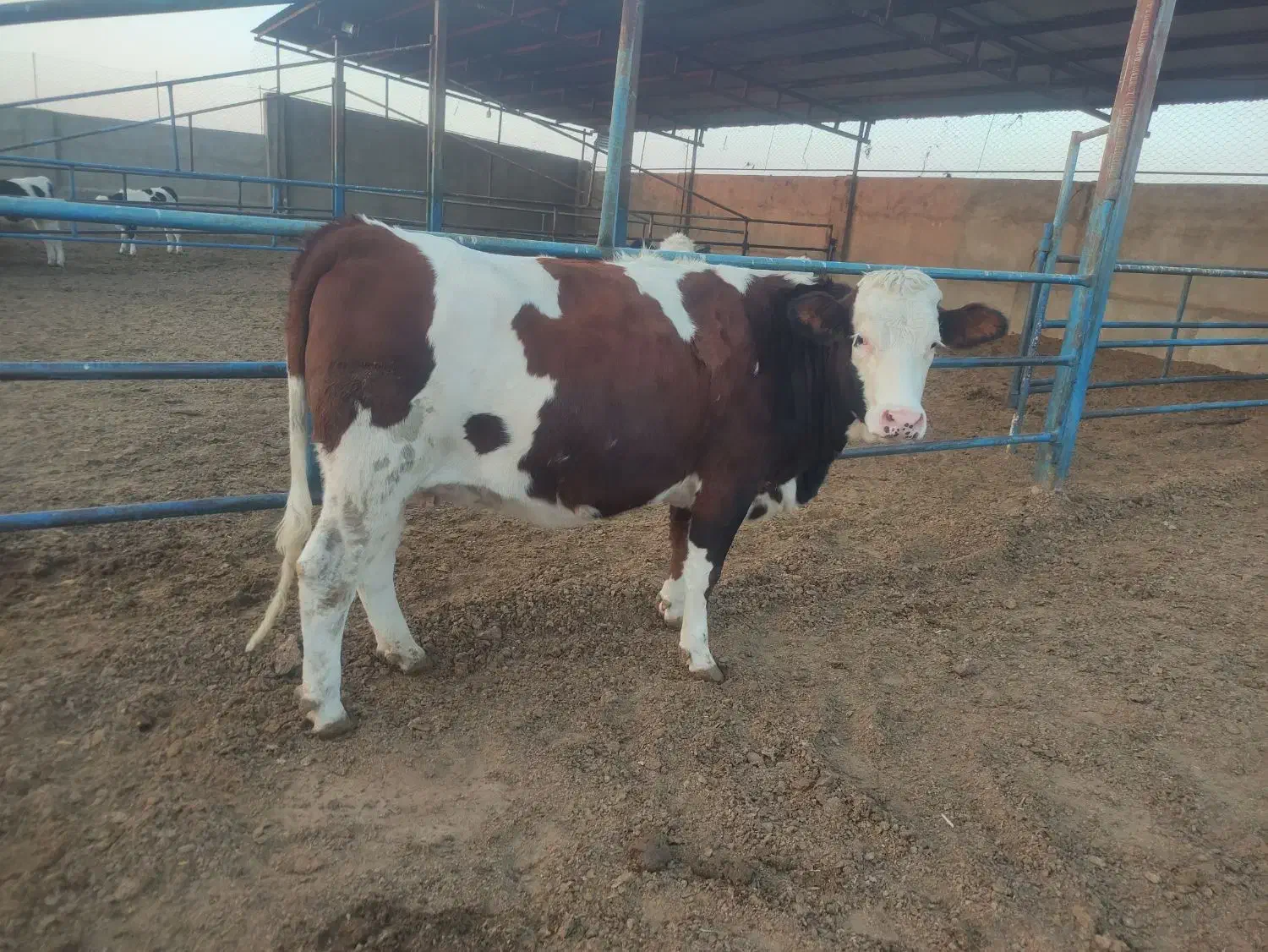 فروش دوراس تلیسه سمیینتال اصل|حیوانات مزرعه|نیشابور, ریوند|دیوار