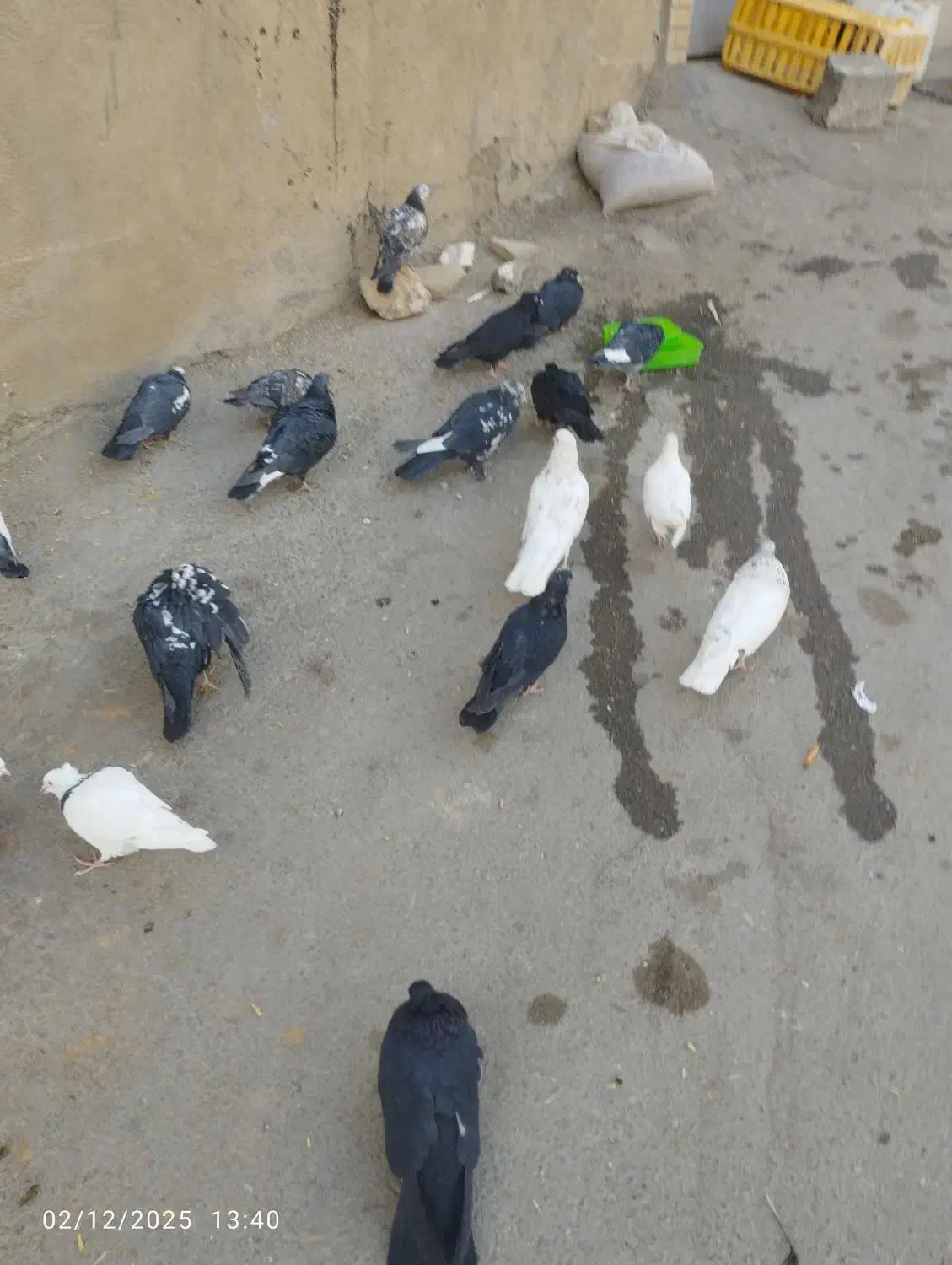 کبوتر گلی|پرنده|بن, |دیوار