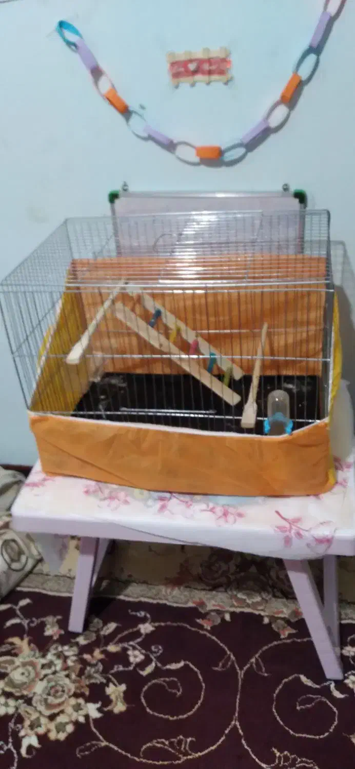 یک قفس بزرگ با وسایل نو|لوازم جانبی حیوانات|ساری, |دیوار