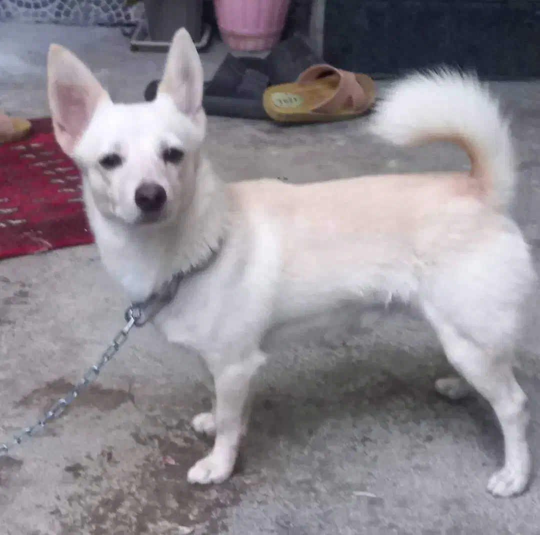 واگزاری سگ|سگ|محمودآباد, |دیوار