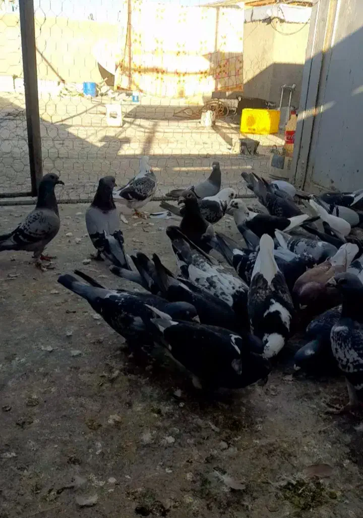 کبوتر مسافتی و پرشی|پرنده|خوی, |دیوار