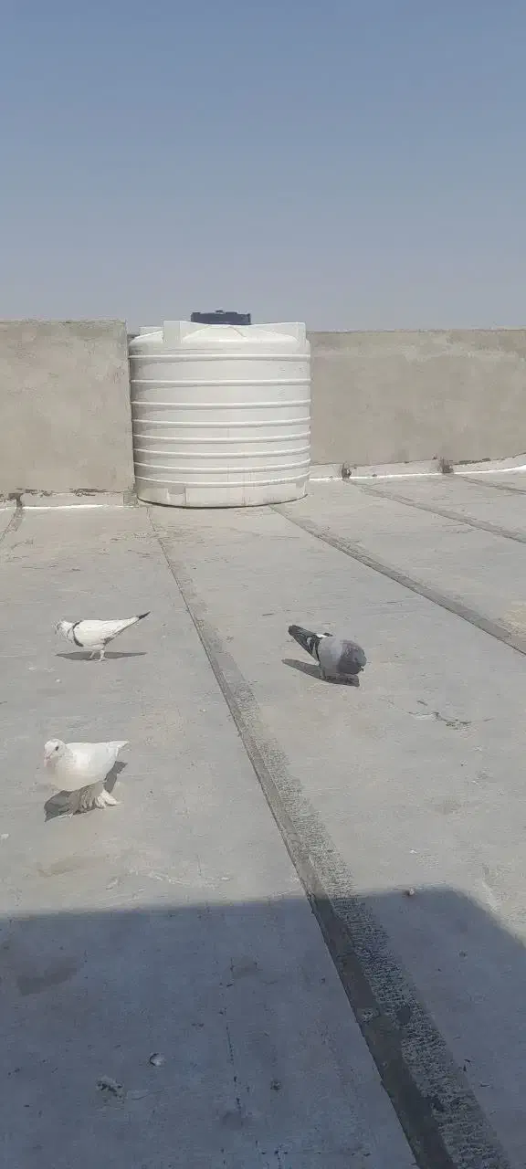 کفتر|پرنده|قم, باغ شازده|دیوار