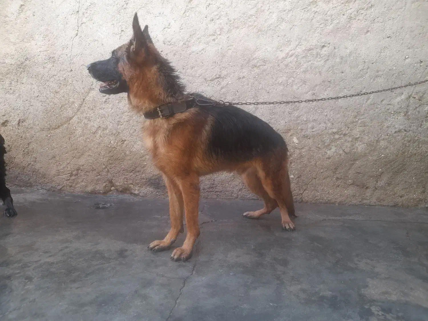 سگ ژرمن شولاین نر|سگ|خمیر, |دیوار