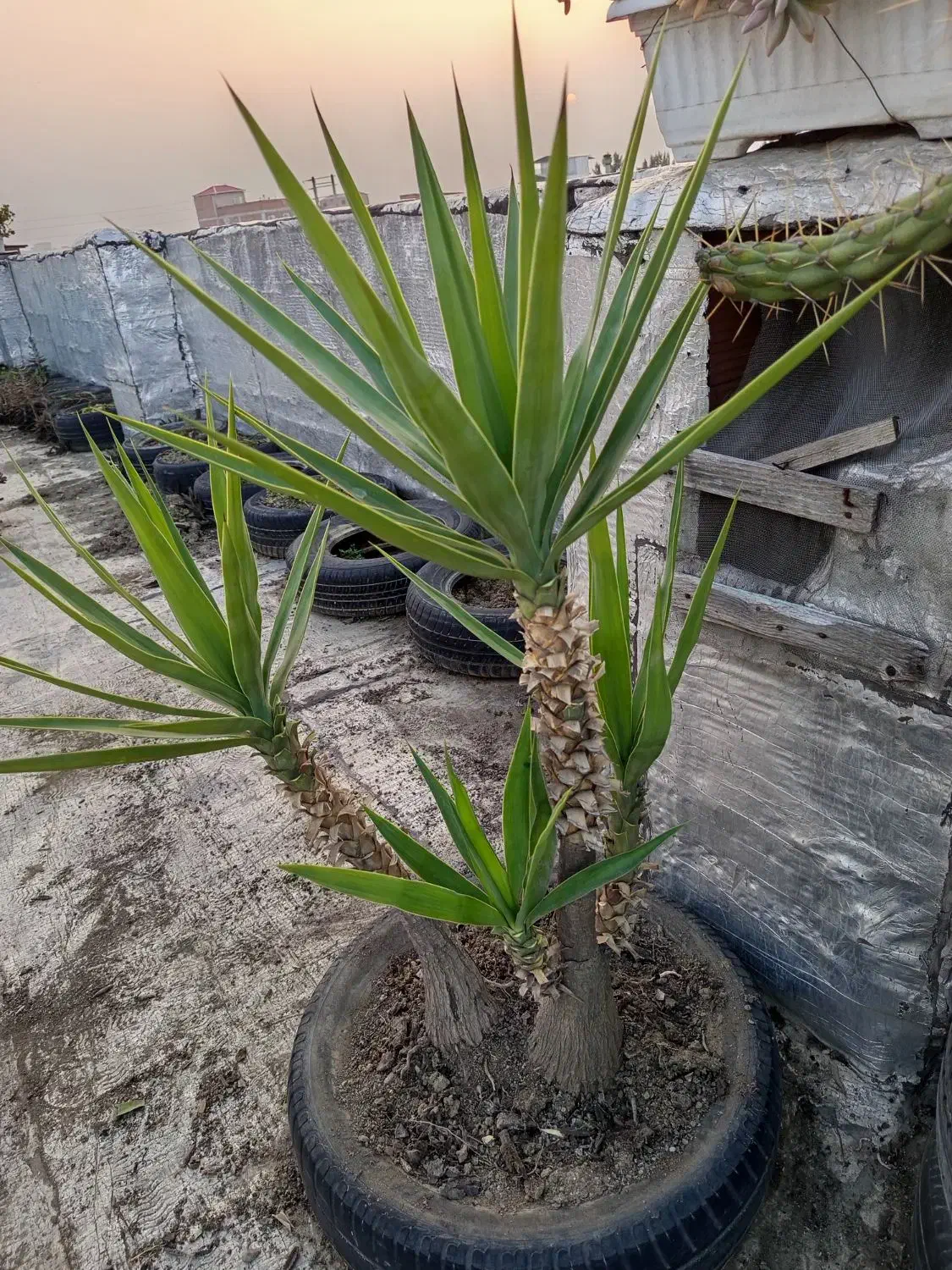 فروش گل های باغچه ای زیبا|گل و گیاه طبیعی|بابل, |دیوار