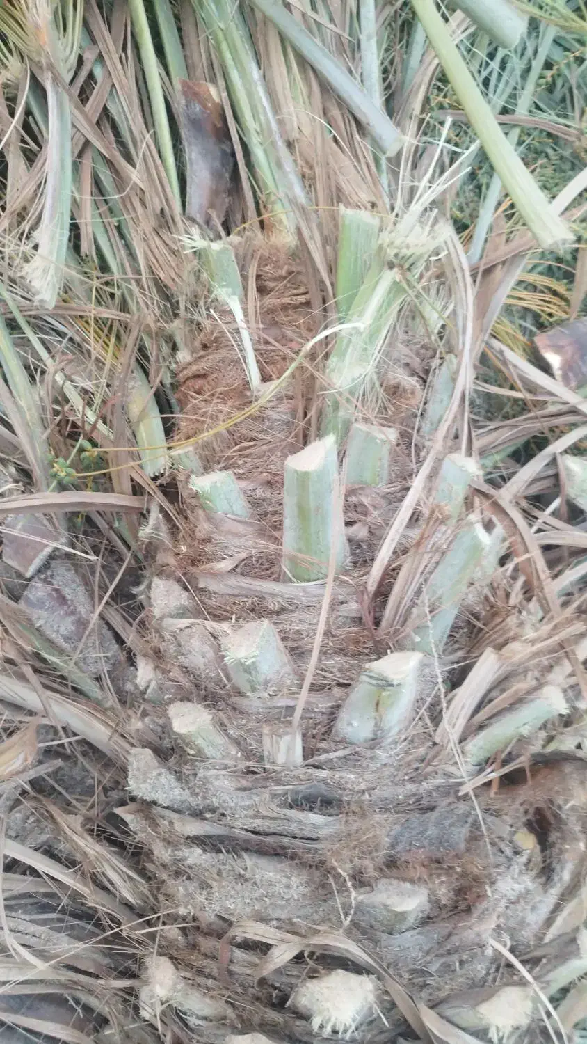 برش و قطع نخل به صورت حرفه ای|خدمات باغبانی و درختکاری|شیراز, شهرک ترکان|دیوار