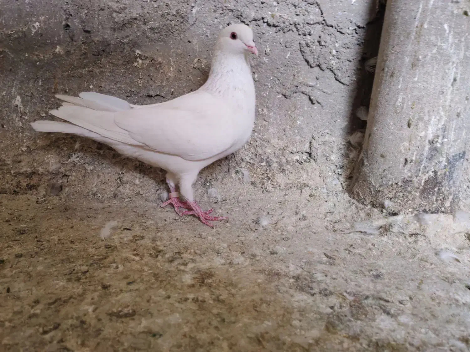 کفتر|پرنده|ری, شهرک نظامی|دیوار