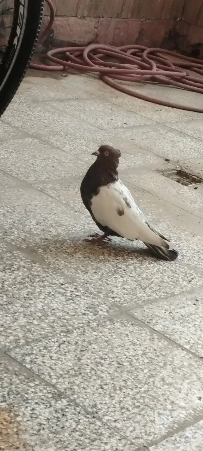 کفتر یا کبوتر سینه|پرنده|ملک‌آباد, |دیوار