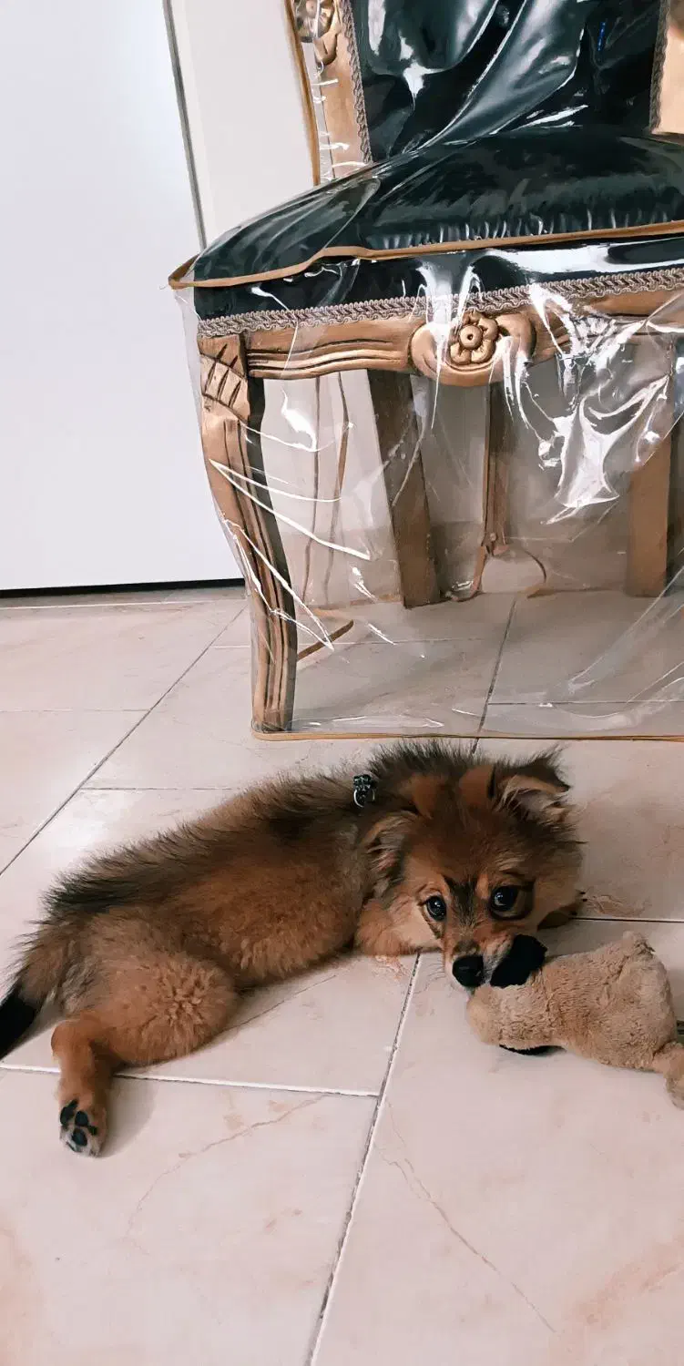 سگ پامر|سگ|گلبهار, شهر جدید گلبهار|دیوار