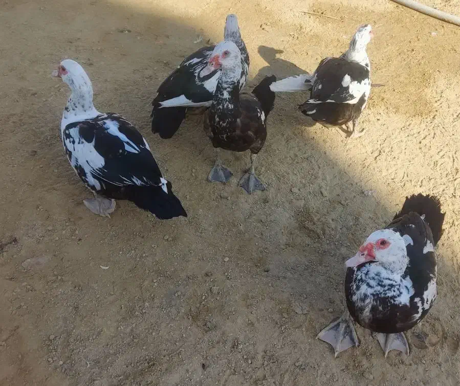 اردک اسرائیلی نر|حیوانات مزرعه|چابهار, |دیوار