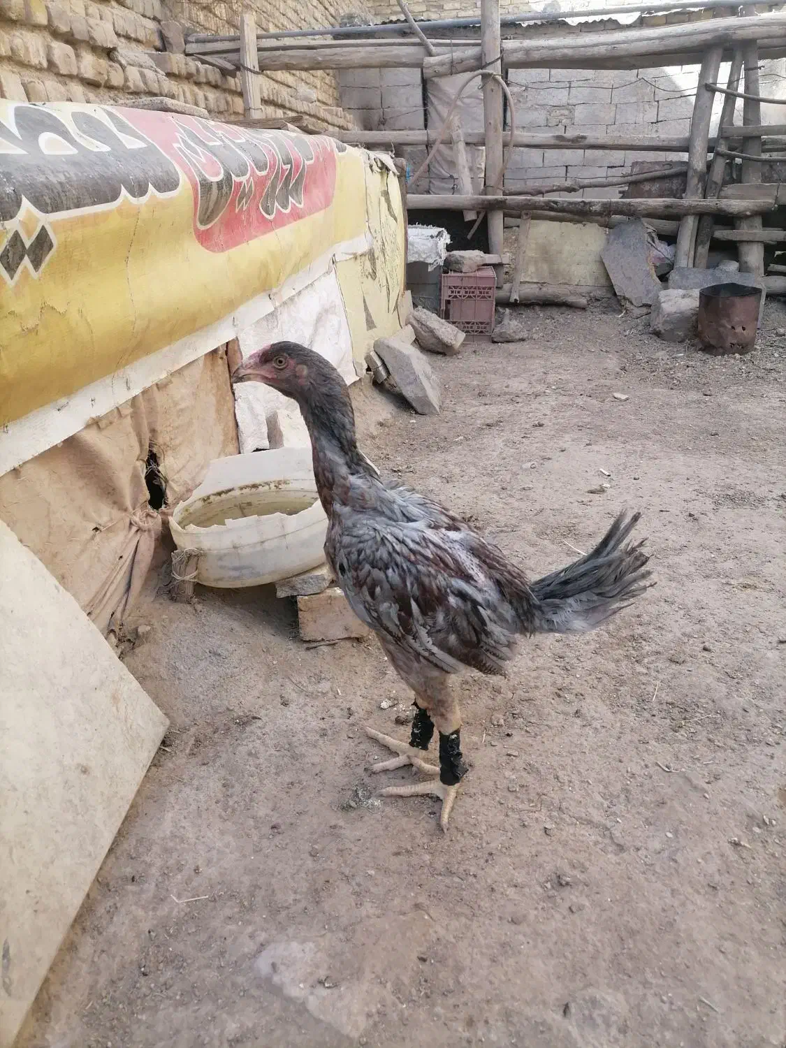 بوقلمون وجوجه لاری|حیوانات مزرعه|تربت‌حیدریه, کوی شهید احمدزاده ملکی|دیوار