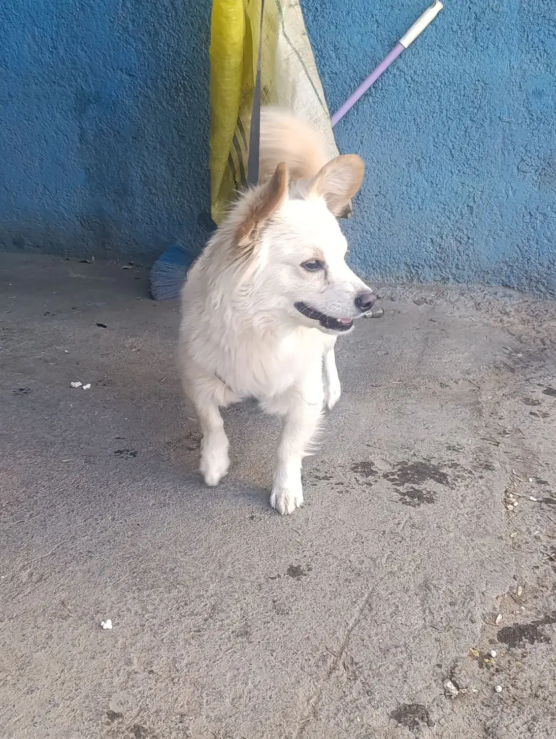 واگذاری|سگ|خمین, |دیوار