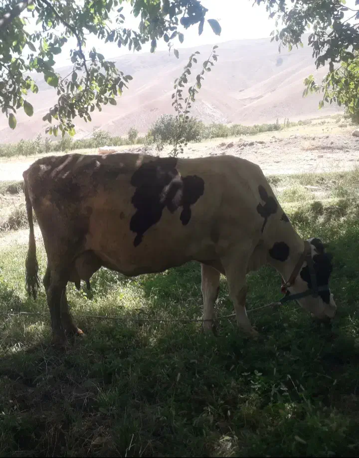 گاو شیری|حیوانات مزرعه|بروجرد, |دیوار