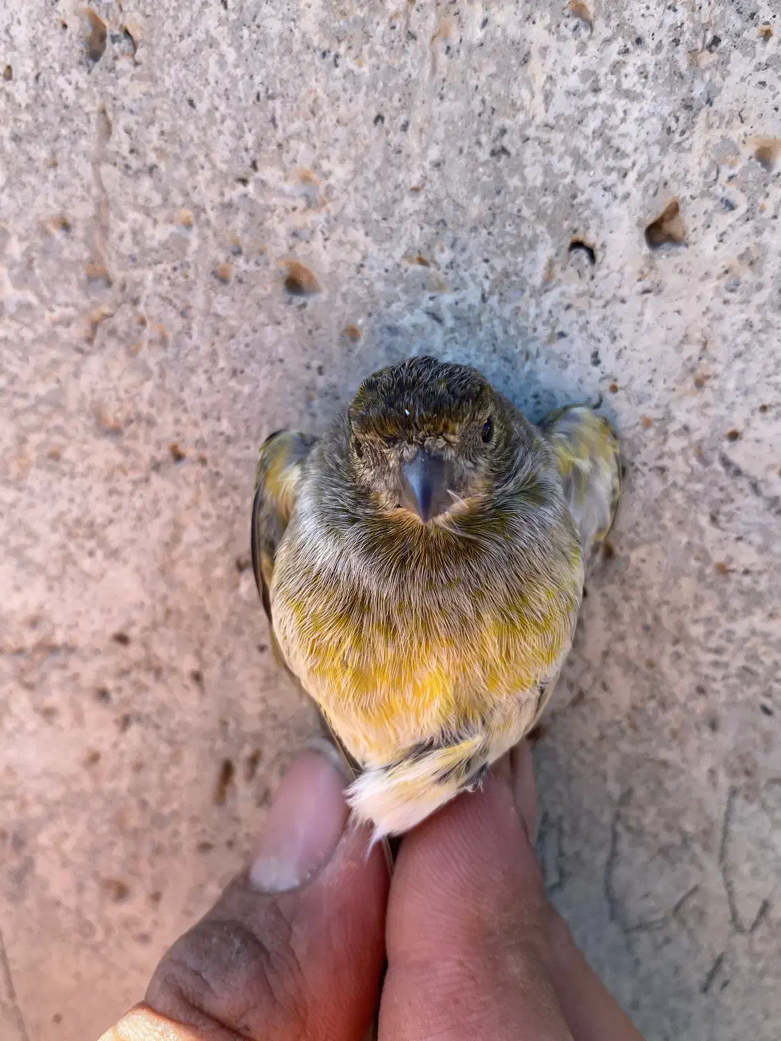 دو رگه گلبسر قناری|پرنده|مریوان, |دیوار