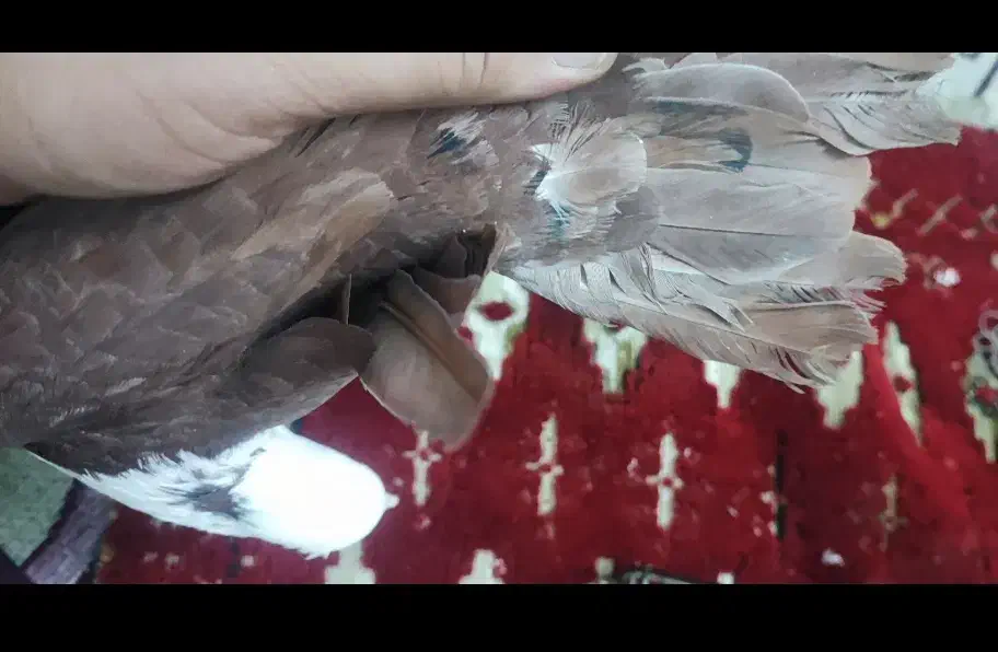 گمشده|حیوانات|کازرون, |دیوار