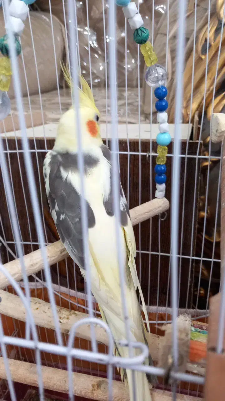 عروس هلندی|پرنده|گرگان, |دیوار