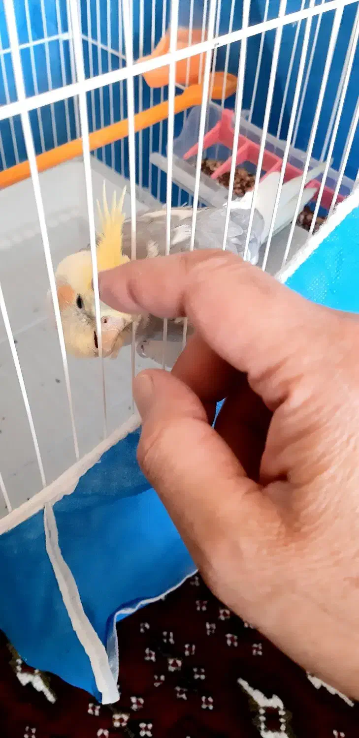 عروس هلندی ابلغ نازنازی|پرنده|پیر بکران, |دیوار