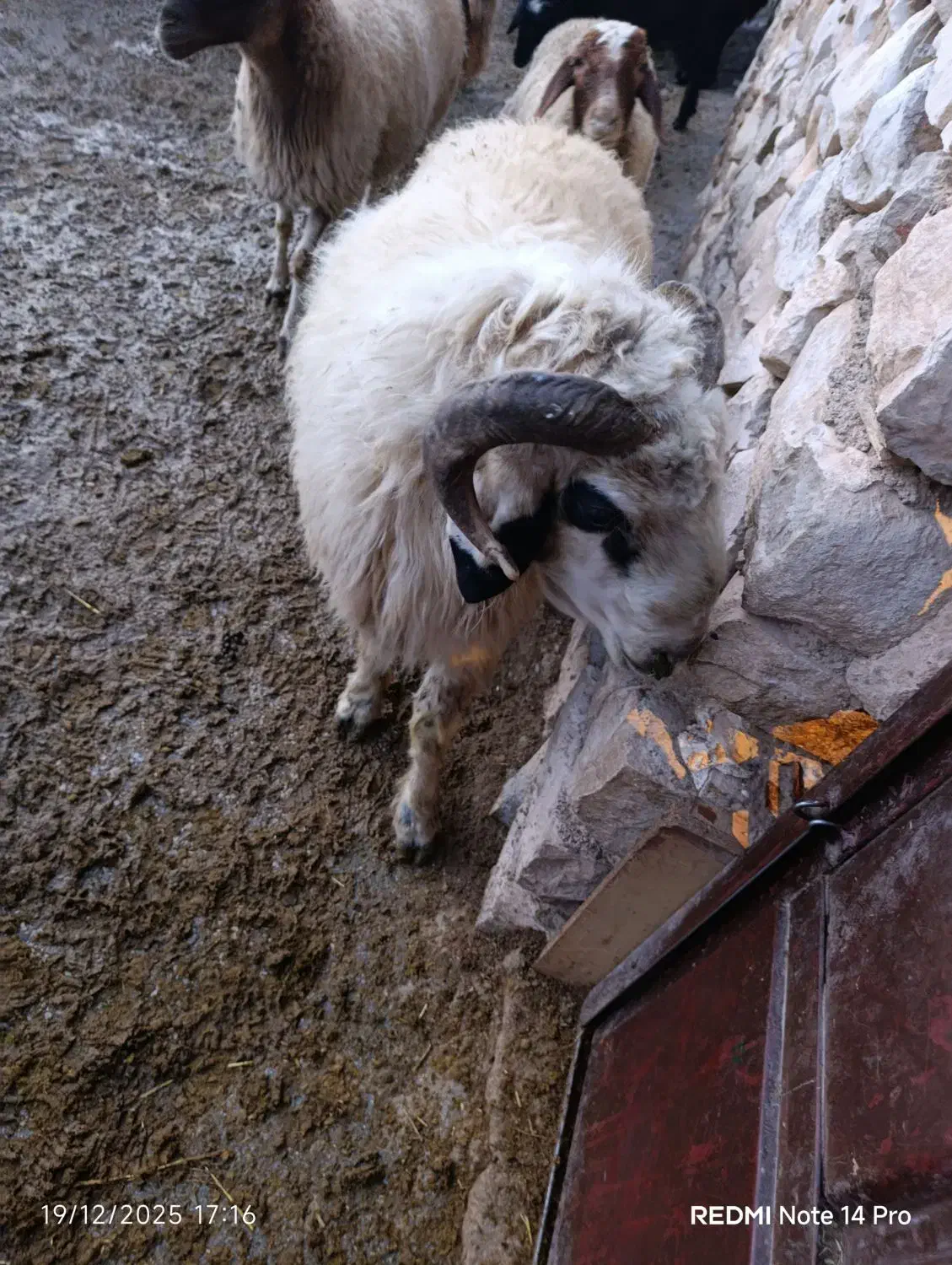 قوچ ترکی|حیوانات مزرعه|گندمان, |دیوار