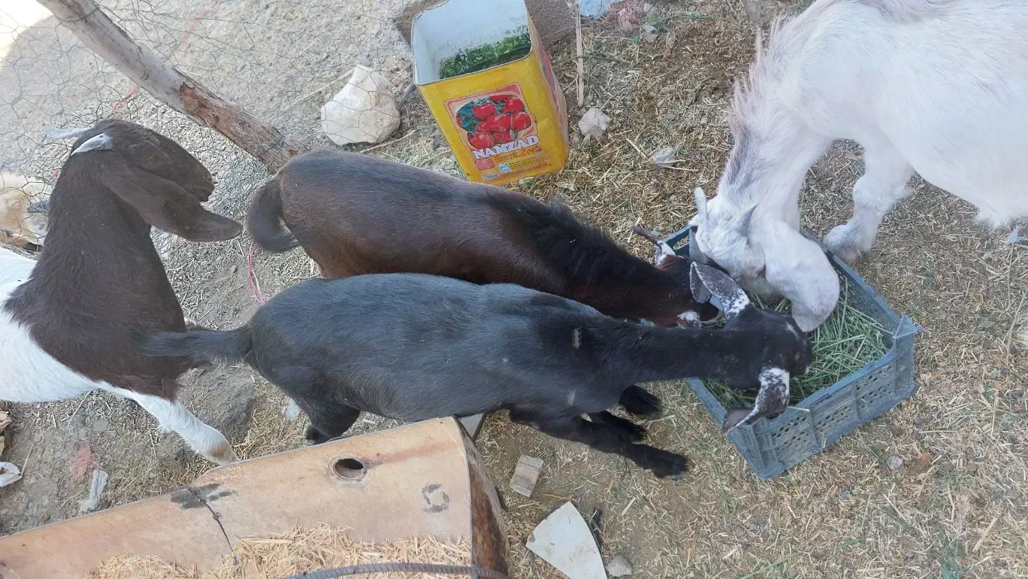 دو عدد کهر یک نر یک ماده  سر حال|حیوانات مزرعه|بلوک, |دیوار