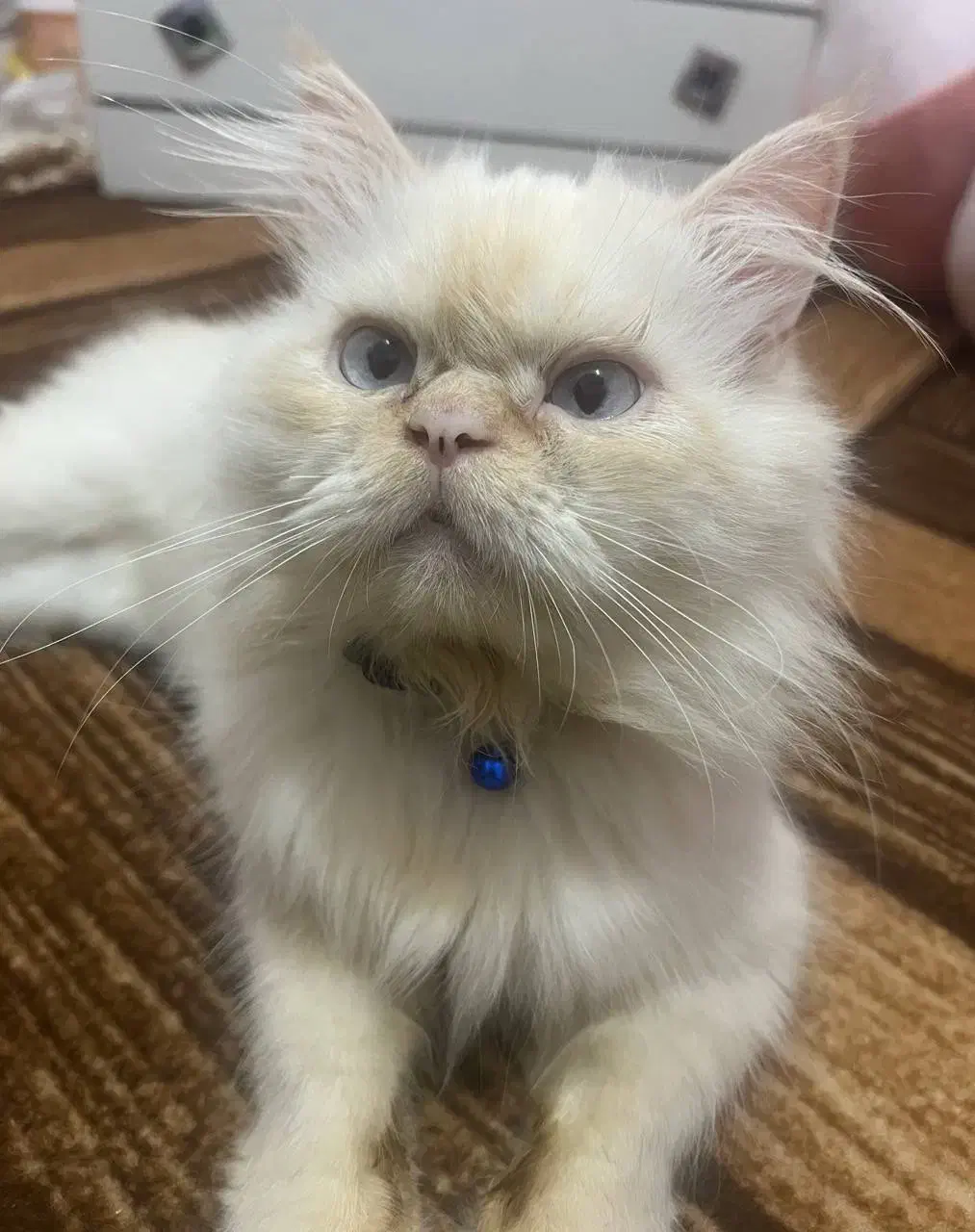 گربه پرشین نر|گربه|رشت, باهنر|دیوار