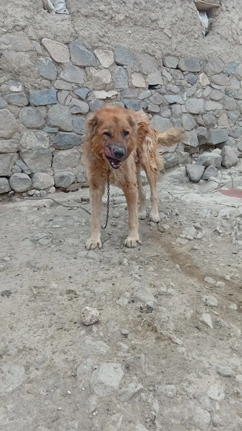 سرابی نژاد قدیم|سگ|اردبیل, |دیوار