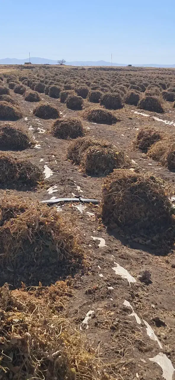 کاشت لوبیا با شراکت|خدمات باغبانی و درختکاری|زاغه, |دیوار