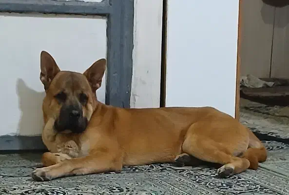 سگ میکس باکسر و چاوچاو|سگ|تهران, یافت آباد جنوبی|دیوار