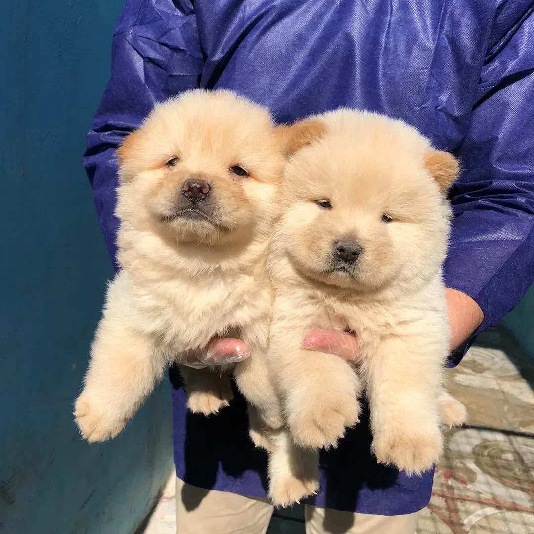 فروش توله چاوچاو چمپیون و خرسی اصل|سگ|کرج, مهرویلا شمالی|دیوار