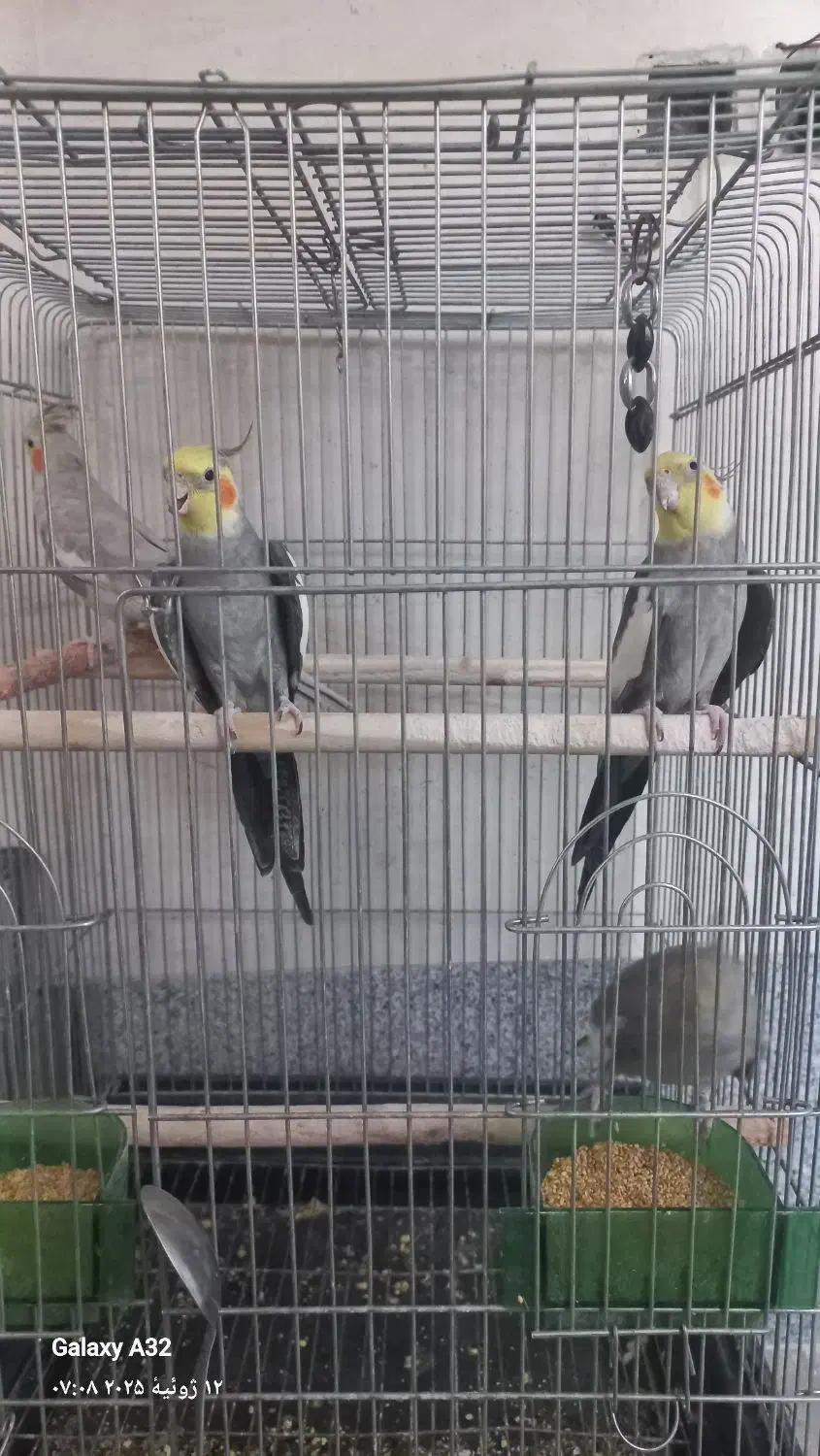 چهار عددعروس هلندی اهلی آواز خوان نر و ماده|پرنده|خسروشاه, |دیوار