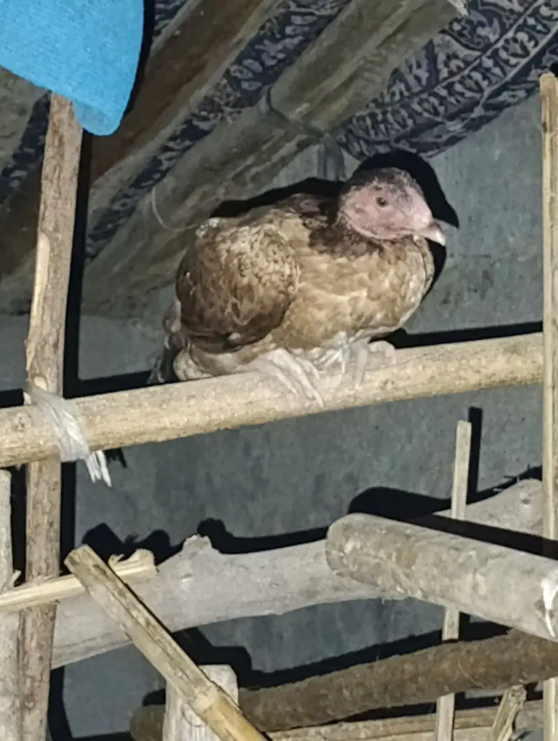 مرغ لاری|حیوانات مزرعه|بیکاه, |دیوار